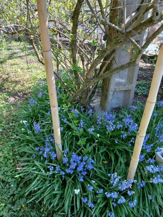 Cedres Bleus De Joany Chez Nathalie Viviez 外观 照片